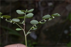 Phyllanthus narayanswamii